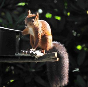 Close-up of squirrel on tree