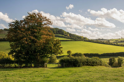 View of trees in field against cloudy sky