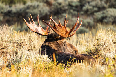 Close-up of deer on field