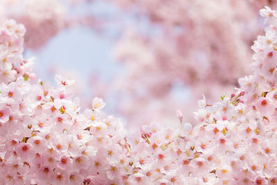 Close-up of pink cherry blossoms