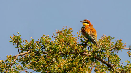 Low angle view of bird perching on tree