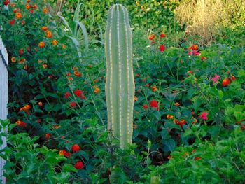 View of flowering plants on land