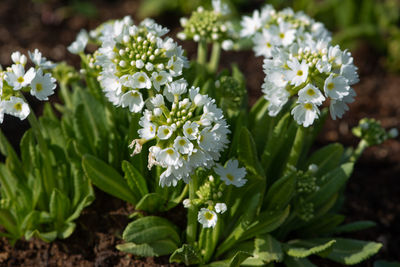 Primula denticulata alba, drumstick primula blooming in botanical garden.