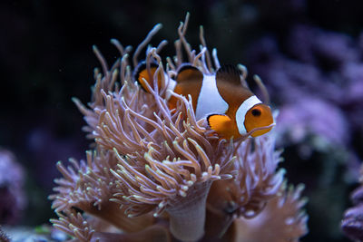 Clown fish