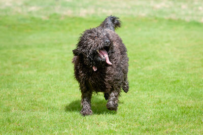 High angle view of dog on field