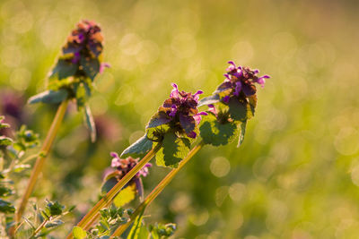 Close-up of insect on purple flowering plant