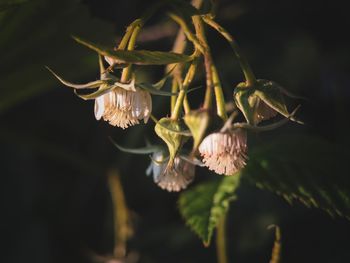 Close-up of wilted flower