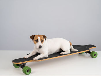 Close-up of dog against white background