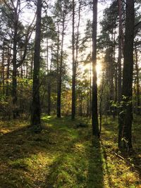 Trees in forest