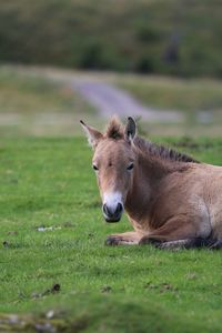 Horse relaxing on grassy field