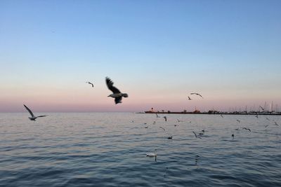 Seagulls in flight