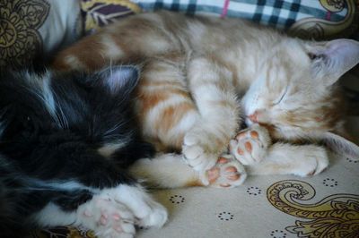 Close-up of cat sleeping at home