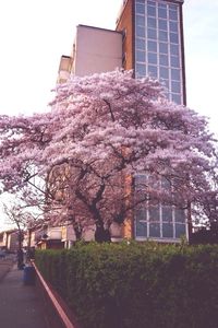 View of building with trees in background