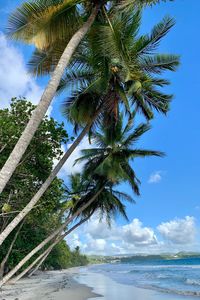 Palm tree by sea against sky