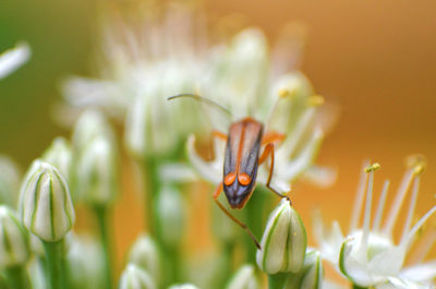 Close-up of insect on flower