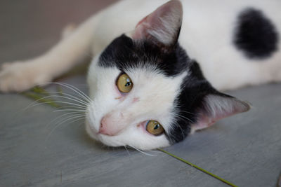 Close-up portrait of white cat