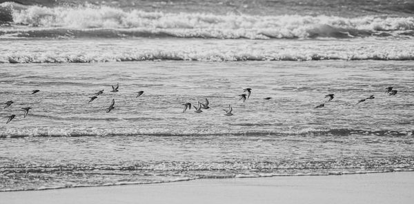 View of birds on beach