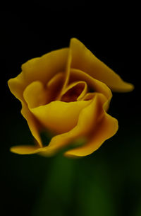 Close-up of yellow rose against black background