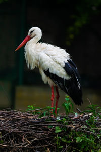 Close-up of bird perching