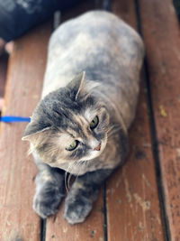 High angle view of cat relaxing on wood