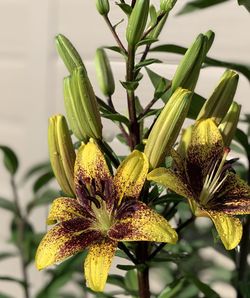 Close-up of yellow flowering plant