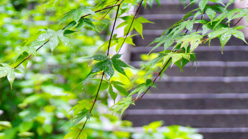 Close-up of fresh green plant