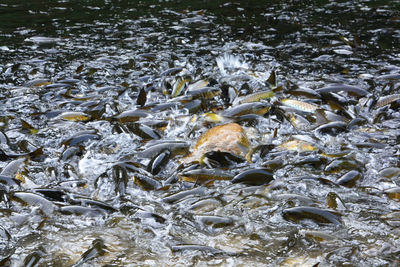 High angle view of fish in lake