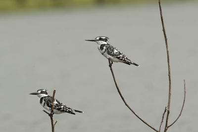 Bird perching on a branch