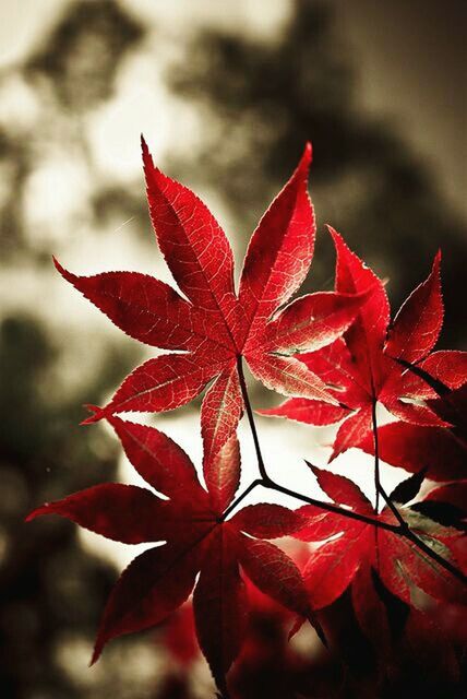 CLOSE-UP OF MAPLE LEAVES ON TREE