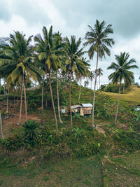 Palm trees on field against sky