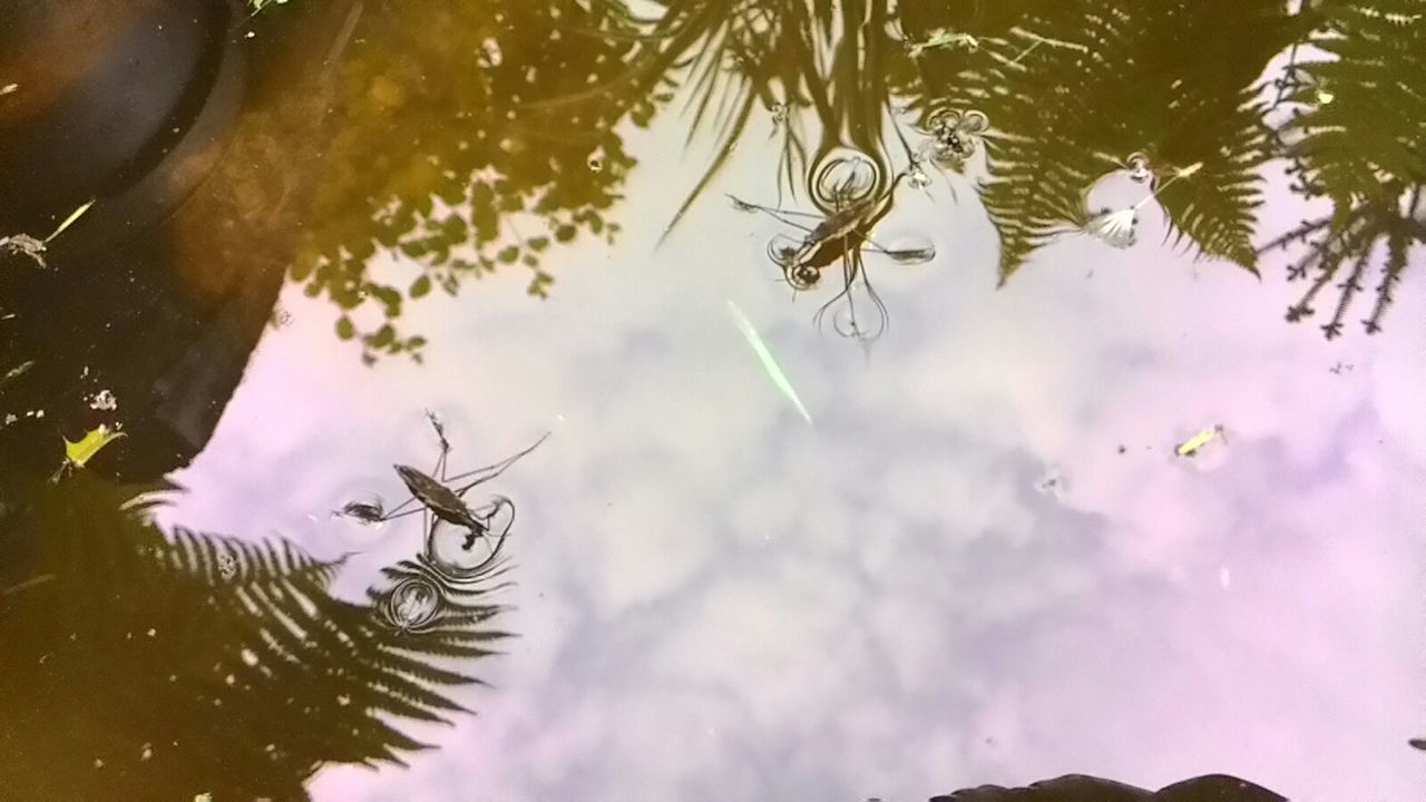 reflection, water, leaf, tree, nature, growth, branch, tranquility, plant, beauty in nature, close-up, lake, low angle view, pond, sky, day, outdoors, no people, standing water, waterfront