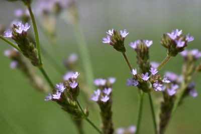 Close-up of purple flowering plant