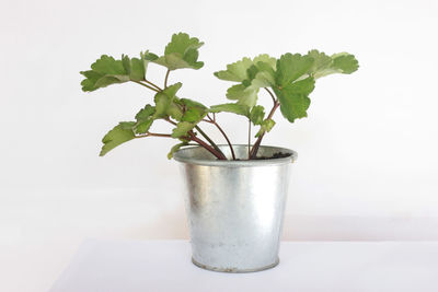 Close-up of plant on table