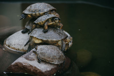 Close-up of turtle on rock