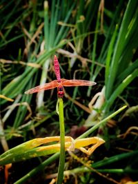 Close-up of red flowering plant on field