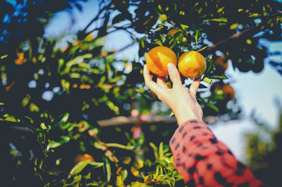 Low angle view of hand holding orange tree