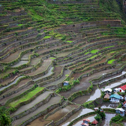 High angle view of rice paddy