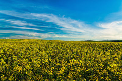 Rapeseed Field