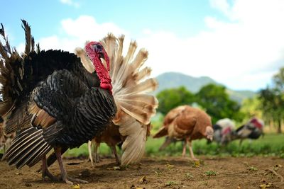 Domestic birds at farm