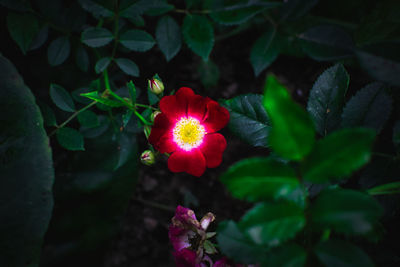 Close-up of red flowering plant