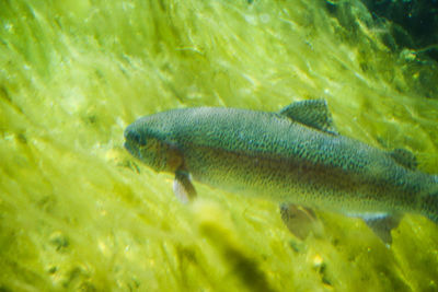 Close-up of fish swimming in water