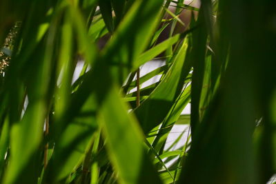 Full frame shot of bamboo plants on field