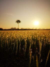 Crops growing on field against sky during sunset