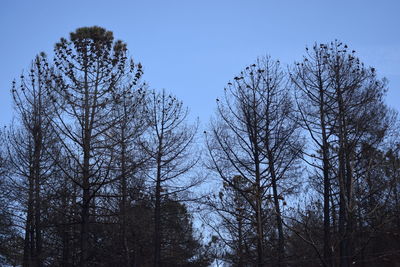 Low angle view of bare trees against clear sky