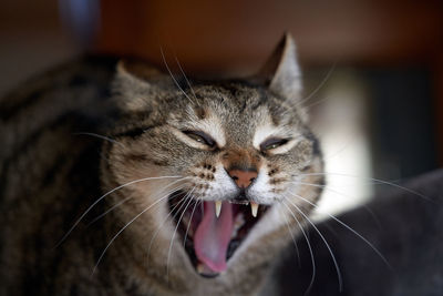 Close-up of cat yawning at home