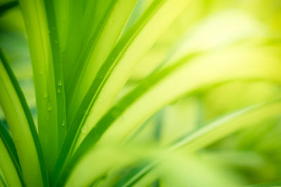 Close-up of wet plant leaves