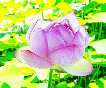 Close-up of pink lotus water lily