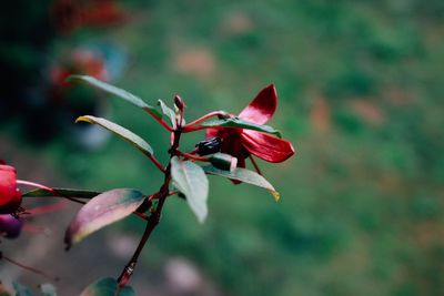 Close-up of pink flowering plant