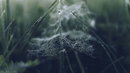 Close-up of spider web on plant during rainy season