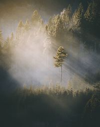 Plants growing on land against sky